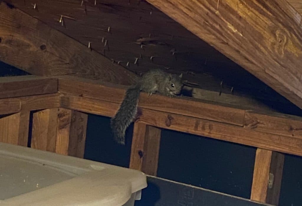 Squirrel damage in Cleveland attic