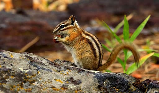 Chipmunk in Cleveland yard