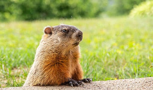 Groundhog damage to property