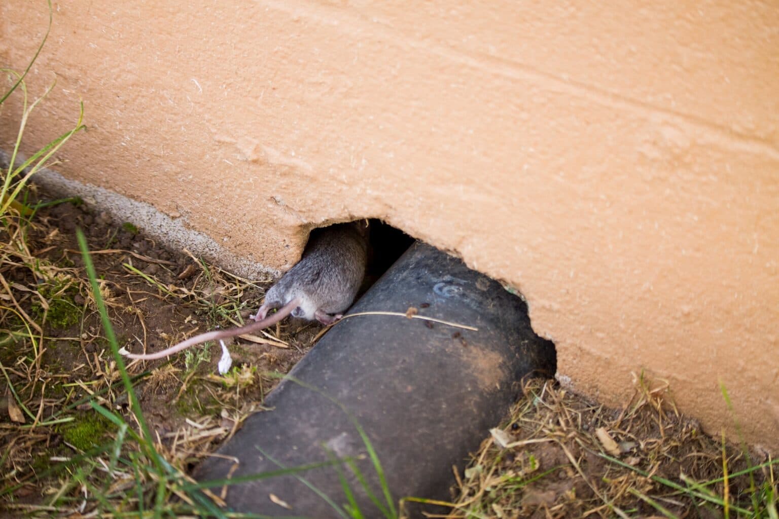 Mouse entering house in Cleveland