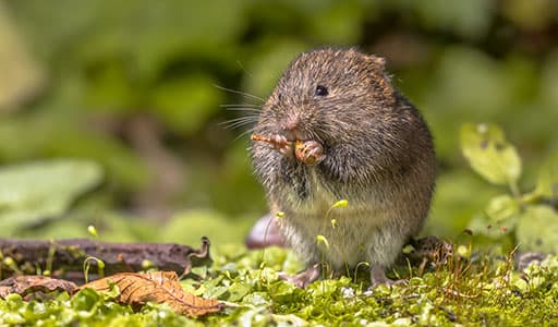 Mouse in Cleveland home