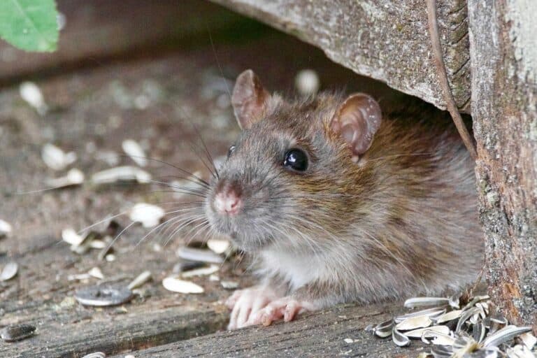 Rat control services in Cleveland home