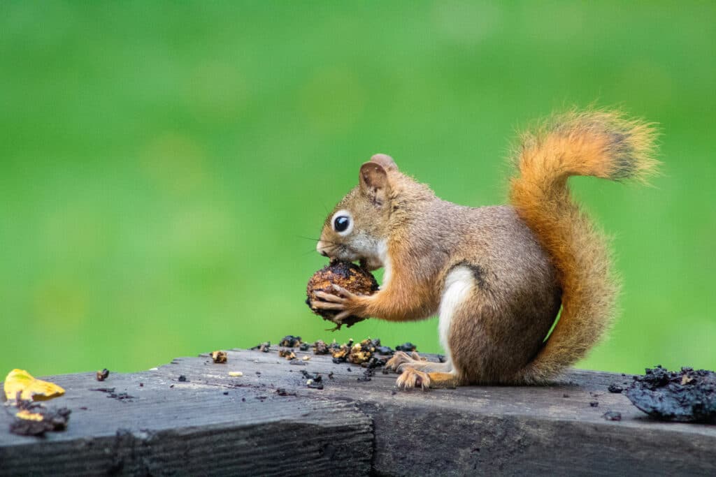 Squirrel near Cleveland home