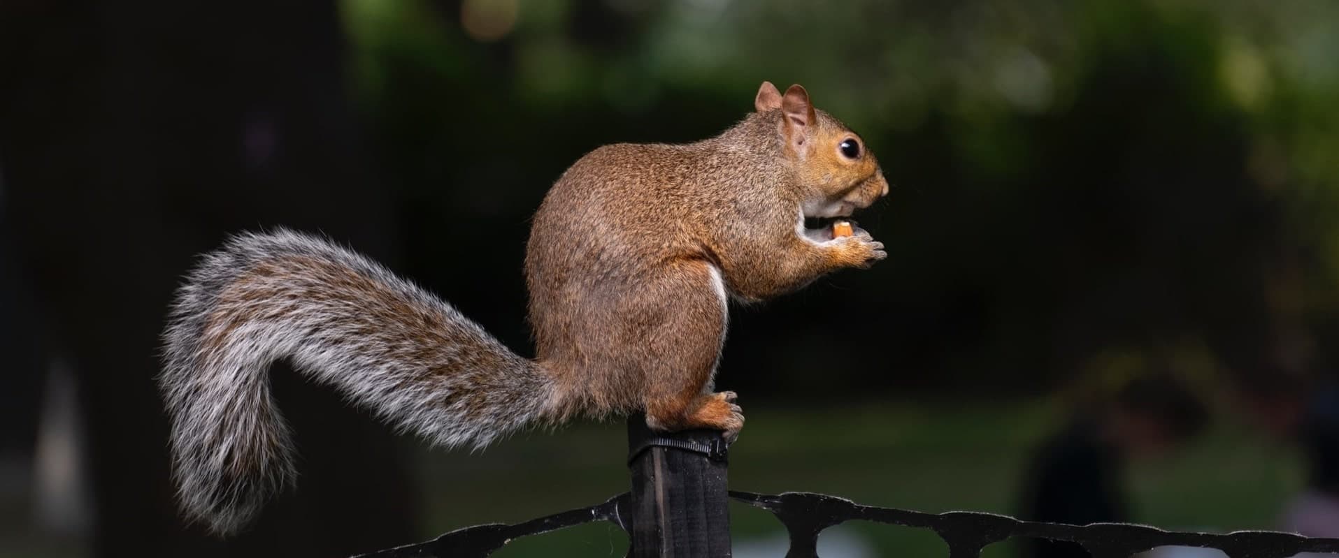 Squirrel in Cleveland