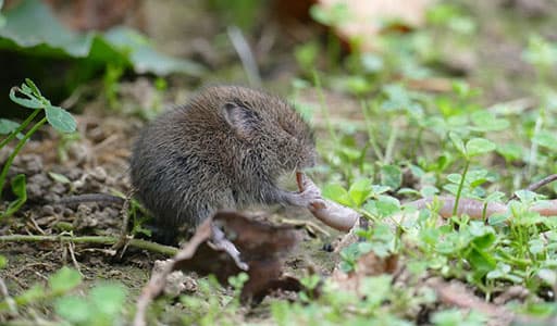 Vole damage in Cleveland