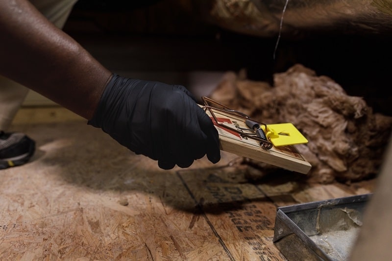 Professional technician placing mouse trap